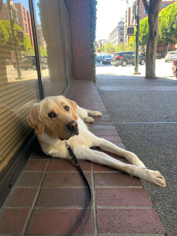 Vermont hangs out on some bricks in downtown San Francisco post city route.
