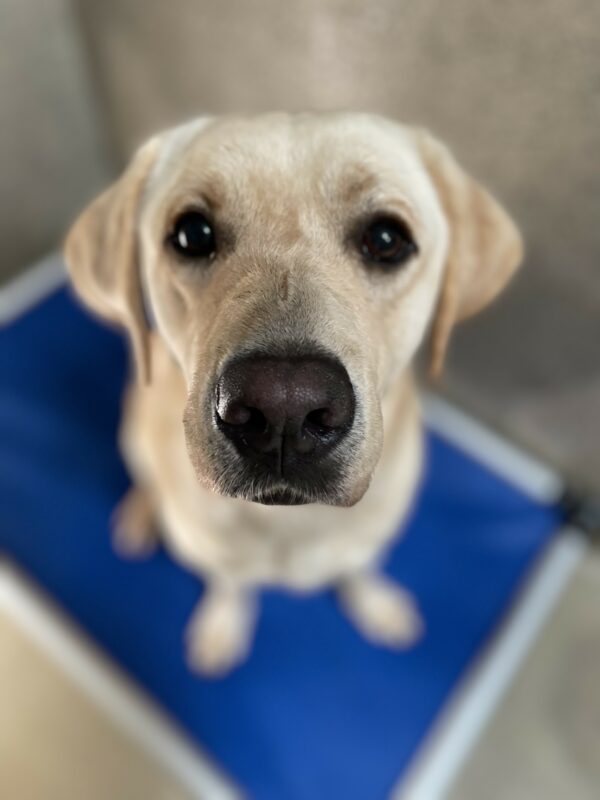 <p>Wave, a female yellow Labrador, looks up from a blue elevated dog bed. She is looking directly into the camera, waiting for her handler to put on her leash and collar.</p>