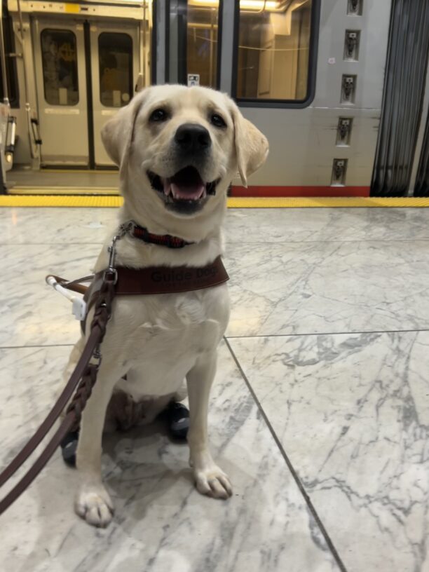 Yellow lab Martes sits in harness on a marble tiled floor on a BART platform. Behind her is a strip of yellow tactile domes and a train car with open doors.
