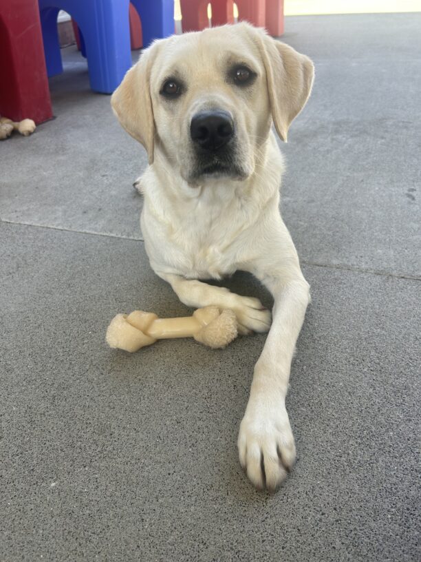 Yellow lab Martes is relaxing in community run. She is laying down with one leg outstretched in front of her and a Nylabone