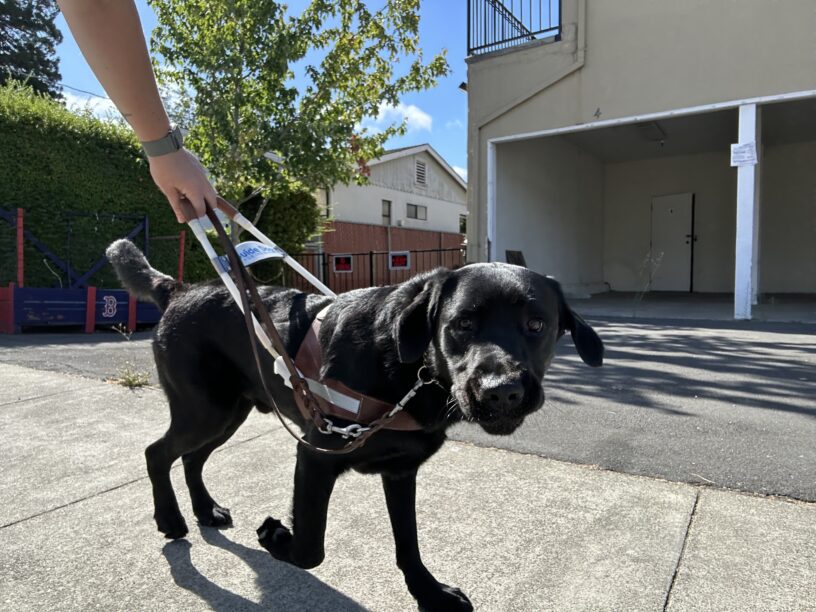 Black lab Cosmo is guiding his trainer down the sidewalk. He is mid-stride, looking at the camera with an inquisitive expression. His ears are flapping in the wind as he works.