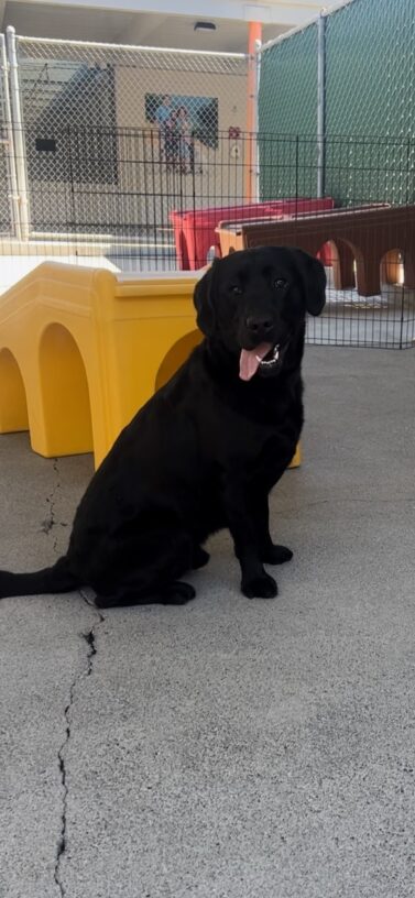 Black lab Cosmo sits in front of a yellow plastic play structure in community run. His mouth is open with his tongue is hanging out to one side.