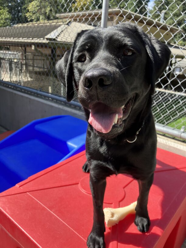 Black Labrador Nava is standing on a red play structure in the community run area.  Her mouth is open in a wide grin, as the afternoon sun illuminates one side of her face.