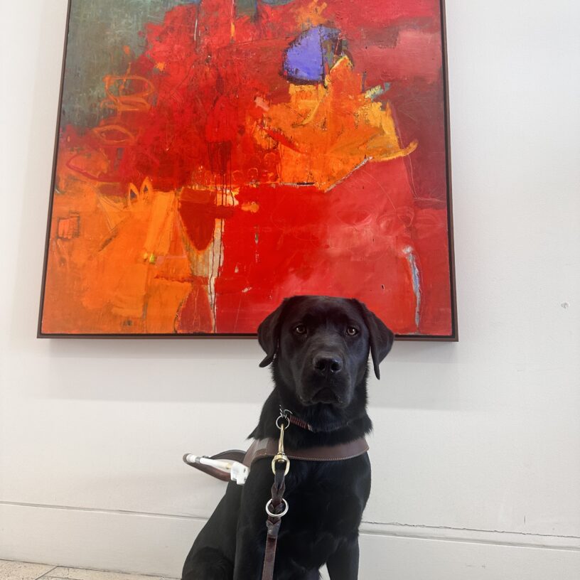 Delilah sitting in harness in front of a red and orange painting.