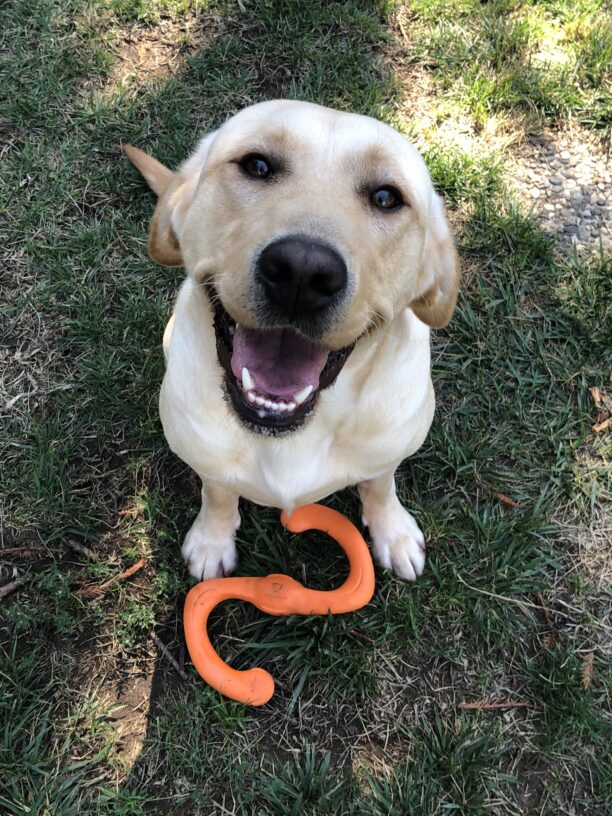 Beauty sitting on grass and smiling into the camera with an orange toy at her feet