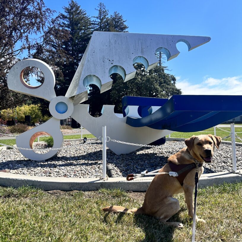 Almond in harness sitting in front a large abstract sculpture of scissors.