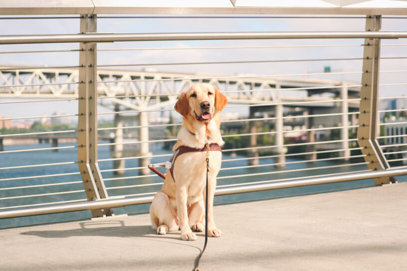 Fajita, a short-haired yellow cross, sits proudly in her harness. She is sitting on a bridge that overlooks the Willamette River and another bridge. Her ears are perked forward and her mouth is open with her tongue out slightly.