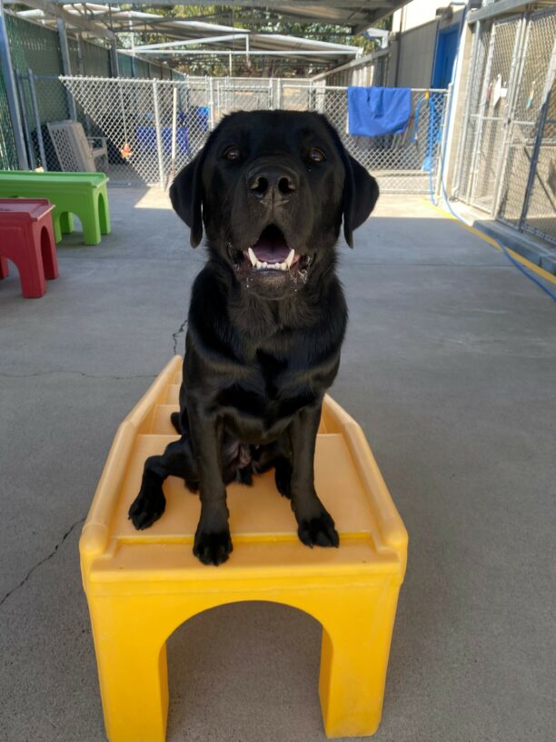 Germaine, a black lab male sits on top of a piece of play equipment. He is looking towards the camera with perked ears and an open mouth.