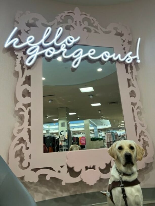 Yellow lab, Gruyere, sits in front of a large mirror with a neon sign above that reads 