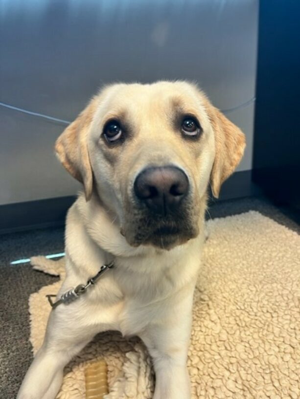Yellow lab, Gruyere, lays on a fleece pad on tie down at a computer station. He is giving his best 