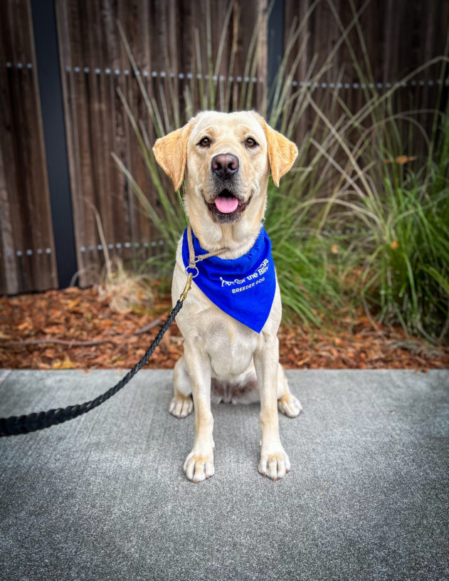 Yellow Labrador Retriever Jasmine sits on a sidewalk with green bushes and a wooden fence behind her wearing her blue GDB breeder scarf.