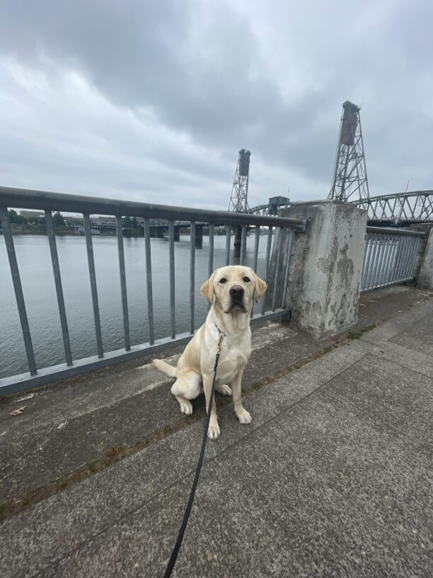 Yellow Lab, Jeeves, sits along the waterfront during a walk. There is a bridge in the background, with a slightly grey sky.