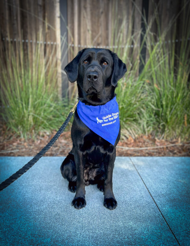 Black Labrador Retriever Jess sits on a sidewalk with green bushes and a wooden fence behind her wearing her blue GDB breeder scarf.
