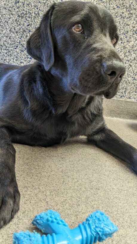 Journey, a black Labrador, lays directly in front of the camera with his head tilted, looking off to the side. A blue cross Nylabone lays between his feet in front of him.