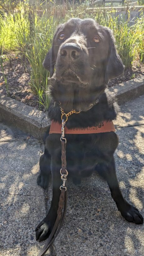 Journey, a black Labrador, sits on leash in front of a planter with green foliage wearing his guide dog harness. He has the sun on his face while staring directly at the camera.