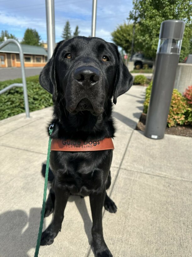 A handsome male black lab, Komodo, sits on a cement sidewalk. He is facing the camera and is wearing his brown guide dog harness. There is greenery behind him and the sky is light blue and partly cloudy.