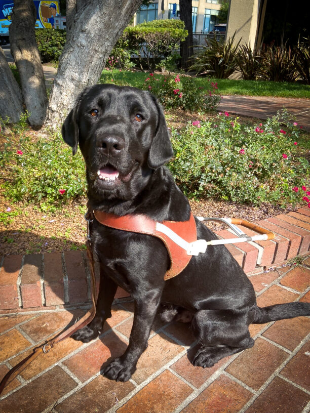 Black Lab Nitro smiles at the camera, sitting in harness on a brick pathway in front of trees, bushes and buildings downtown.