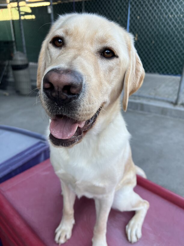 Redding, a yellow lab male, is looking into the camera with a soft smile. He is sitting on a red plastic play structure in the community run area.