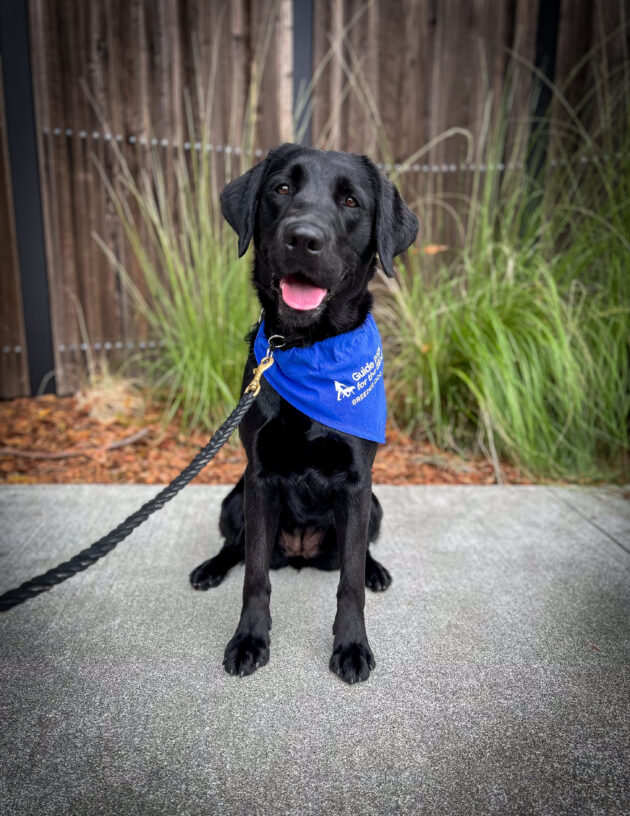 Black Labrador / Golden Retriever cross Tranquil sits on a sidewalk with green bushes and a wooden fence behind her wearing her blue GDB breeder scarf.