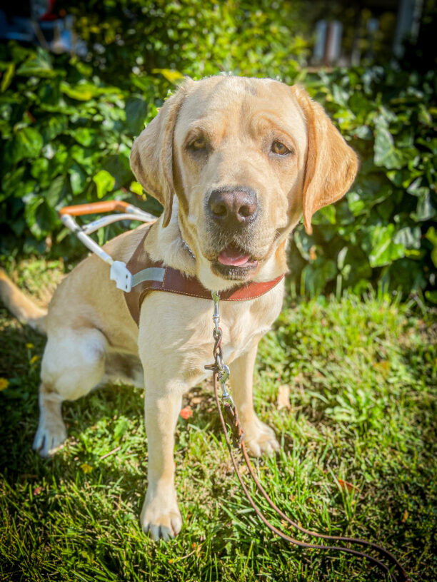 Yellow Lab Valentino sits in harness smiling on green grass in front of green bushes in the golden sun