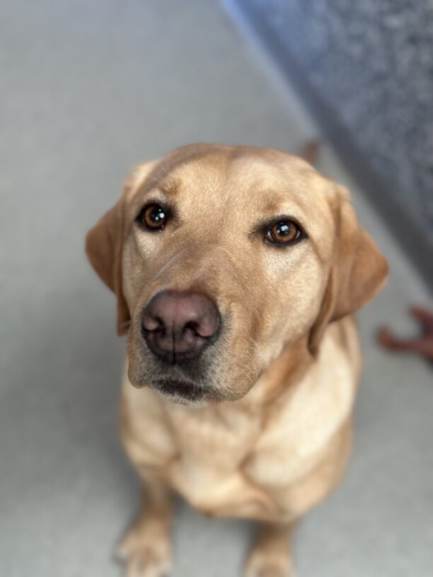 yellow lab, Dublin, looking up at the camera with sweet eyes in a portrait style picture