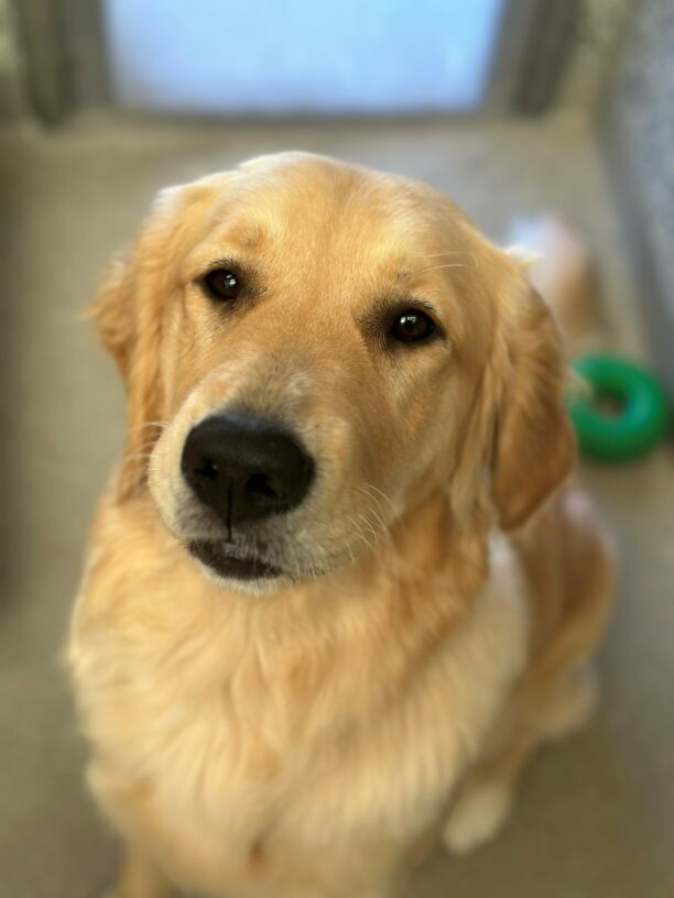 A portrait of Figgy, a female yellow long-coated Labrador Retriever/Golden Retriever cross. She is sitting looking at the camera. The background is gray with a green GoughNut toy behind her.