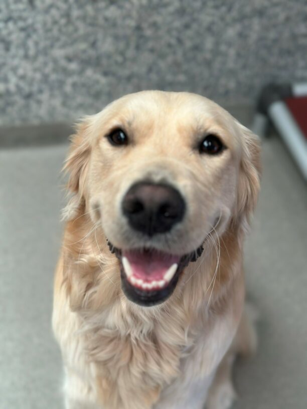 A portrait of Jane, a yellow long-coated Labrador Retriever/Golden Retriever cross. She is looking at the camera with her ears back and her mouth wide open in a big smile. There is a blue/gray wall and floor behind her.