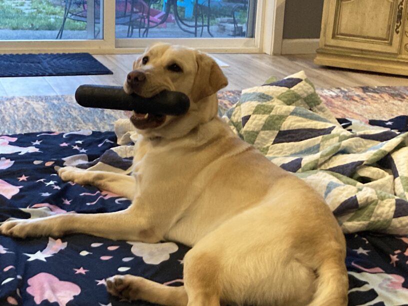 Bijou, a yellow female Labrador, lays on a pile of blankets with a Goughnut stick toy in her mouth. She is looking off to the right of the screen, likely waiting for a treat.