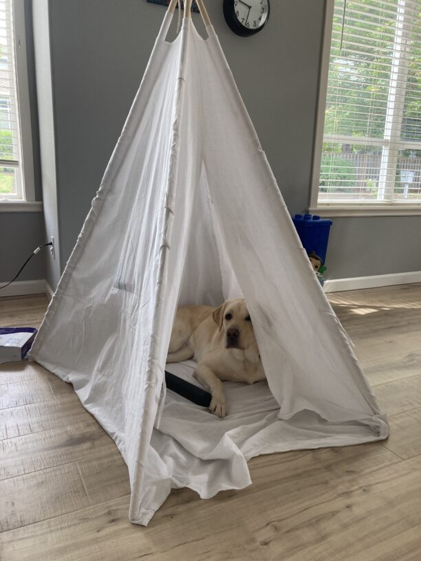 Bijou, a female Labrador, lays down inside a children’s teepee made of white cotton fabric. She seems very content.