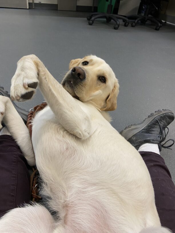 Hawking is laying on his back in between his instructors legs, while cuddling and getting belly rubs. He is facing away from his handler. The picture is from the handler's prospective and Hawking's front paws and head are in the air as he looks back toward the camera.