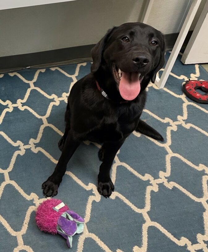 Brady is sitting in an office, smiling up at the camera with a few toys around him.