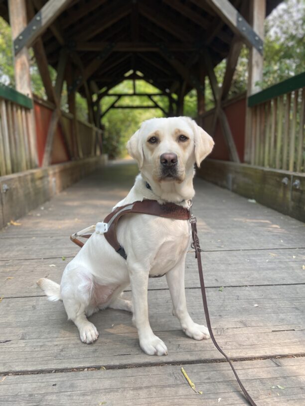 Parakeet is sitting on a wood cover bridge wearing her harness and looking at the camera. The bridge has red sides.