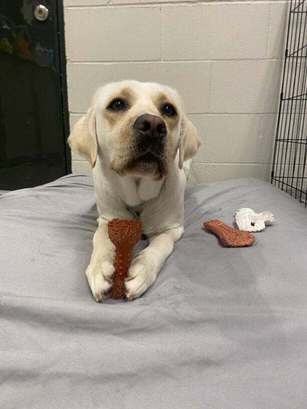 Parakeet laying down on a grey dog bed in the center section of the training kennel. She is holding a red Nyla bone between her front paws; taking a break from chewing to lovingly looking up at her handler. There are two other Nyla bones laying on the dog bed next to her, including another red Nyla bone and a white Dental Dino.