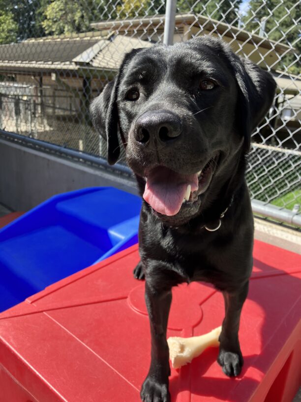 Black Labrador Nava is standing on a red play structure in the community run area. Her mouth is open in a wide grin, as the afternoon sun illuminates one side of her face.