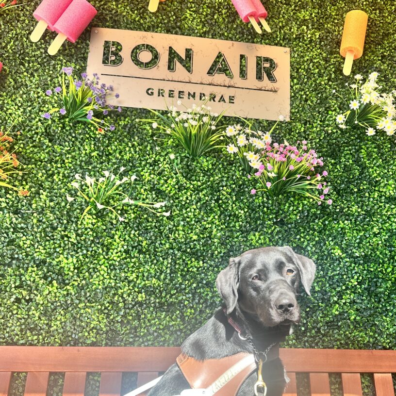 Wendy sitting in harness in front of a bush  with fake popsicles scattered on wall.