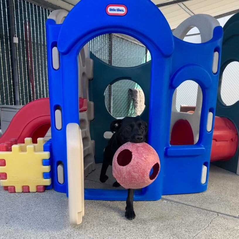 Wendy with Jolly Ball in mouth running out of a blue play structure.