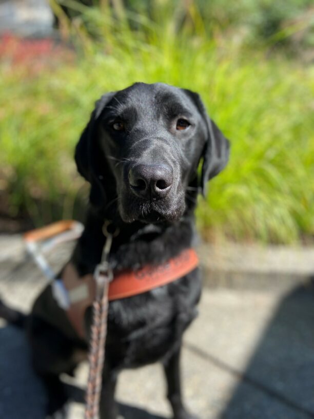 Augie sits in front of green grasses in his guide dog harness. His ears are perked as he focuses on his handler.