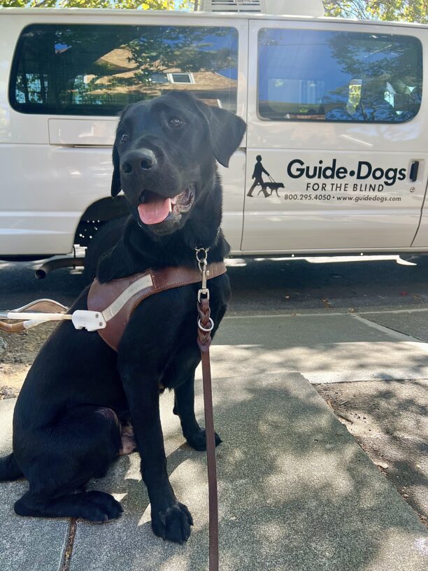 Chance, a black lab male, is wearing his guide dog harness and sitting in front of a Guide Dogs for the Blind van. He is looking off to the side of the camera.