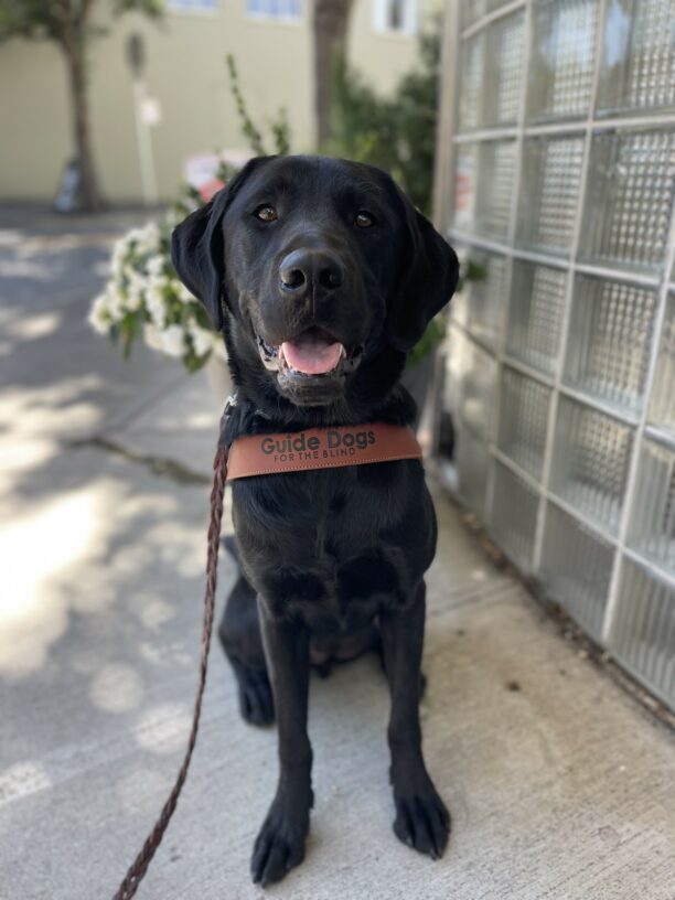 DeVito, a male black Labrador retriever, sits in his guide dog harness in front of a pot full of white flowers on the sidewalk.