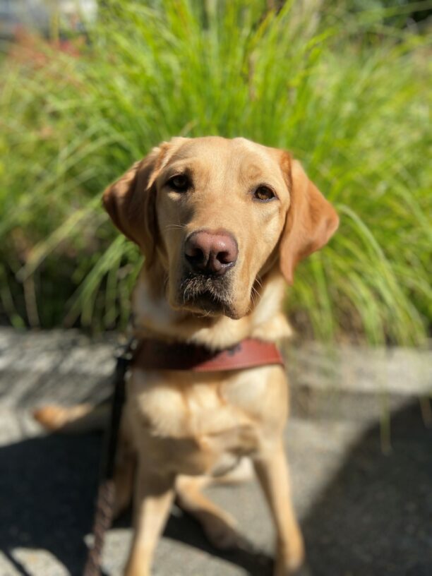 Denim sits in front of green, bushy grasses in her guide dogs harness. Her ears are perked as she focuses on her handler.