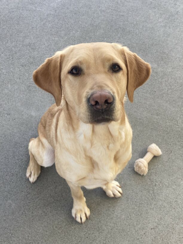 Dessie takes a break from running around in community run to pose for a picture. She is sitting and looking up at the camera.There is a Nylabone next to her.