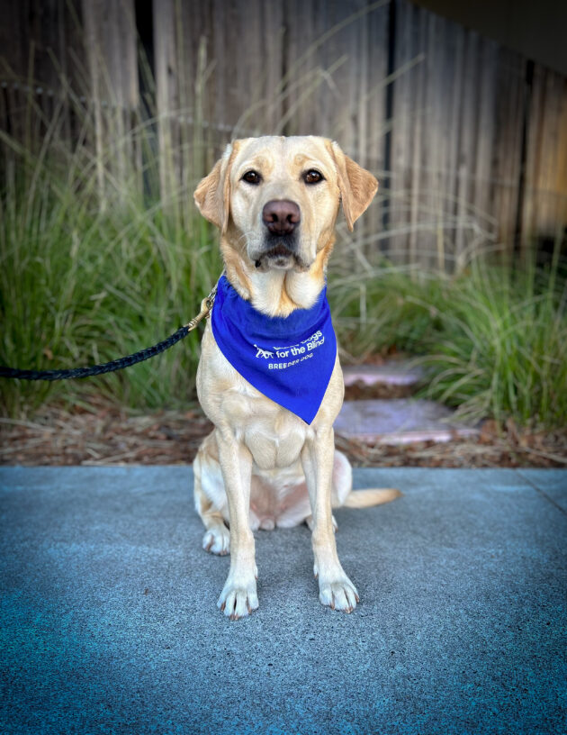 Yellow Labrador Retriever Dory  sits on a sidewalk with green bushes and a wooden fence behind her wearing her blue GDB breeder scarf.