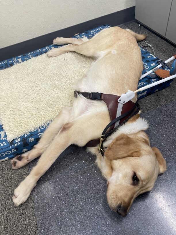 Fajita, a short-haired yellow cross, lies on her side, halfway on a blue dog bed and the ground.