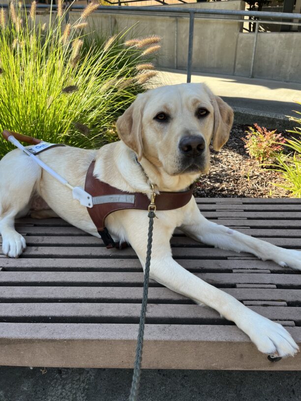 Fennel lays on a bench in front of some green foliage, while wearing her brown leather harness and looking up at the cameral.