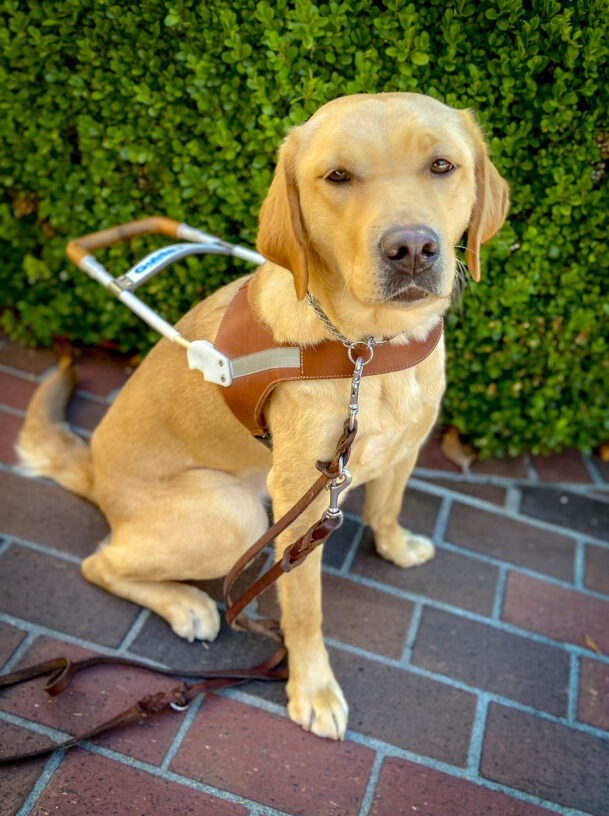 Fontaine sits on a brick path wearing a GDB harness looking calmly at the camera