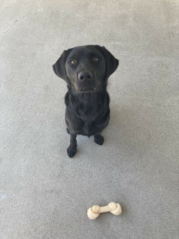 Francesca takes a break from running around in the cement community run to pose for a quick picture. She sits looking at the camera. There is a Nylabone in the frame.