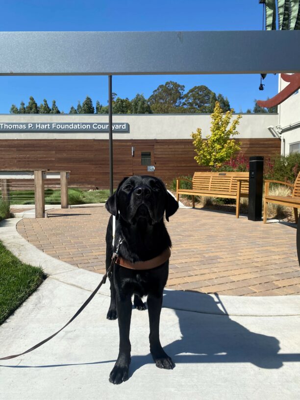 Germaine, a black lab male is standing looking up towards an overhead obstacle he has just targeted. The sun is shining across his face. His shadow is cast along side him.