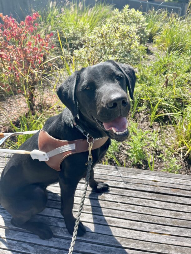 Haiku sits on a bench in front of some green foliage wearing her brown leather harness, while smiling up to the camera with her mouth open.