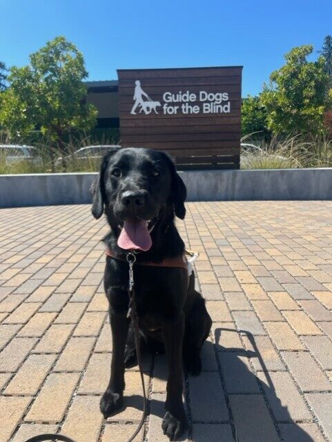 Windsong sits on a cobblestone path on campus in San Rafael, Ca. The wooden Guide Dogs for the Blind logo sign is behind her.