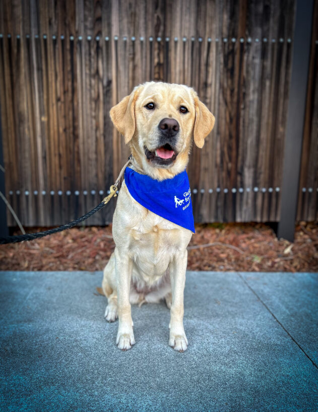 Yellow Labrador / Golden Retriever cross Harvest sits on a sidewalk in front of a wooden fence. She is wearing a blue scarf with the Guide Dogs for the Blind logo that reads Breeder Dog. She is looking at the camera with a smile on her face.